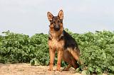 BERGER ALLEMAND 763